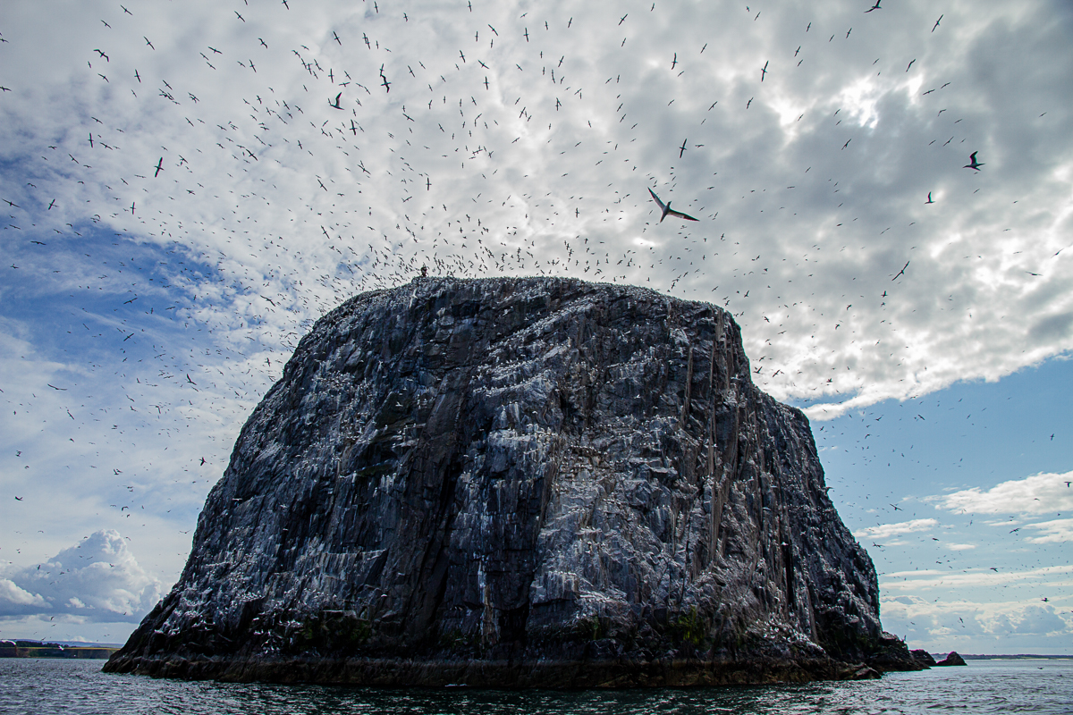 Patricia Francisconi